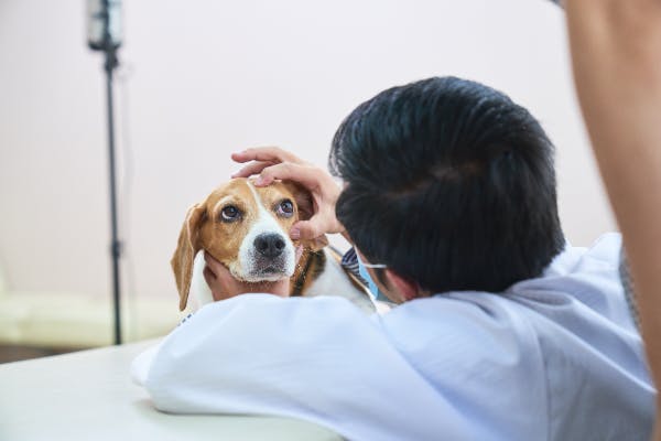 心配な犬の涙 原因となる目の疾患 病気の代表例