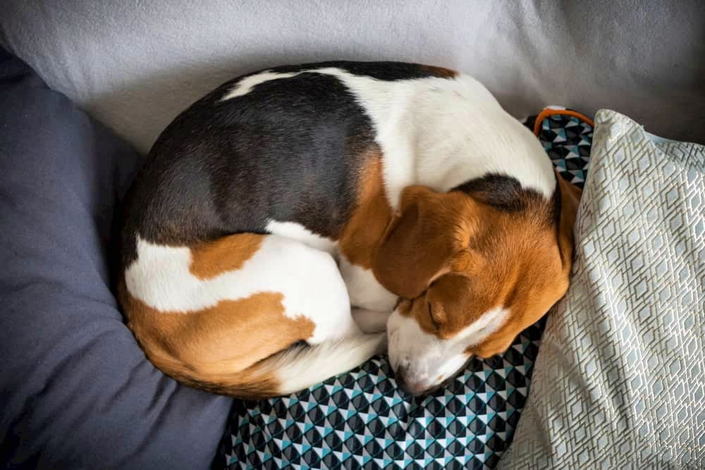 専門家に相談 犬が安心して眠れる環境とは