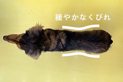 痩せすぎ 太り気味 体重だけでは分からない愛犬の体型をチェック