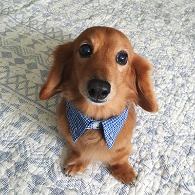 犬diy ハサミでカットするだけの簡単リメイク ワンコ用のつけ襟を作ってみた 犬diy ハサミでカットするだけの簡単リメイク ワンコ用のつけ襟を作ってみた