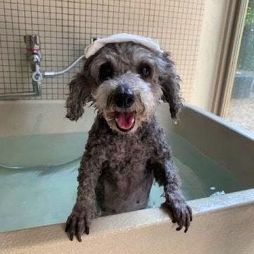 意外とわたし流 ワンコの入浴方法