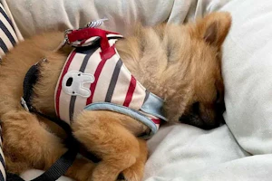 専門家に相談 犬が安心して眠れる環境とは 専門家に相談 犬が安心して眠れる環境とは