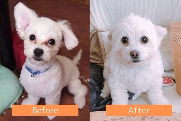 トイプードルに多い涙やけがドッグフードで改善 お客様の声