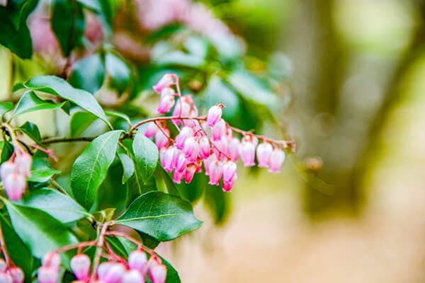 花瓶の水にも毒性が 犬に危険な植物一覧リスト
