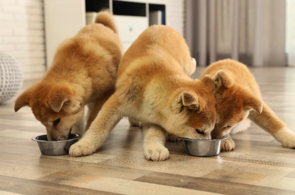 レオ＆レアのドッグフードはパピー期の犬も食べられますか？