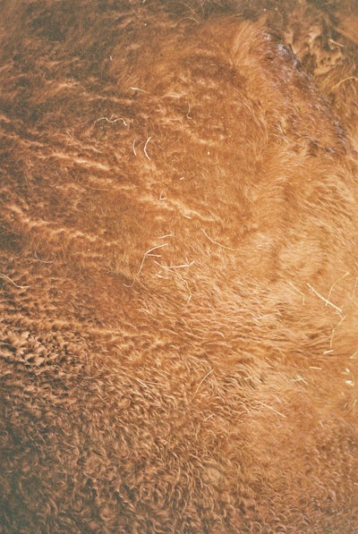 A close up of Bull Fur. Taken with a Olympus Mju II camera.