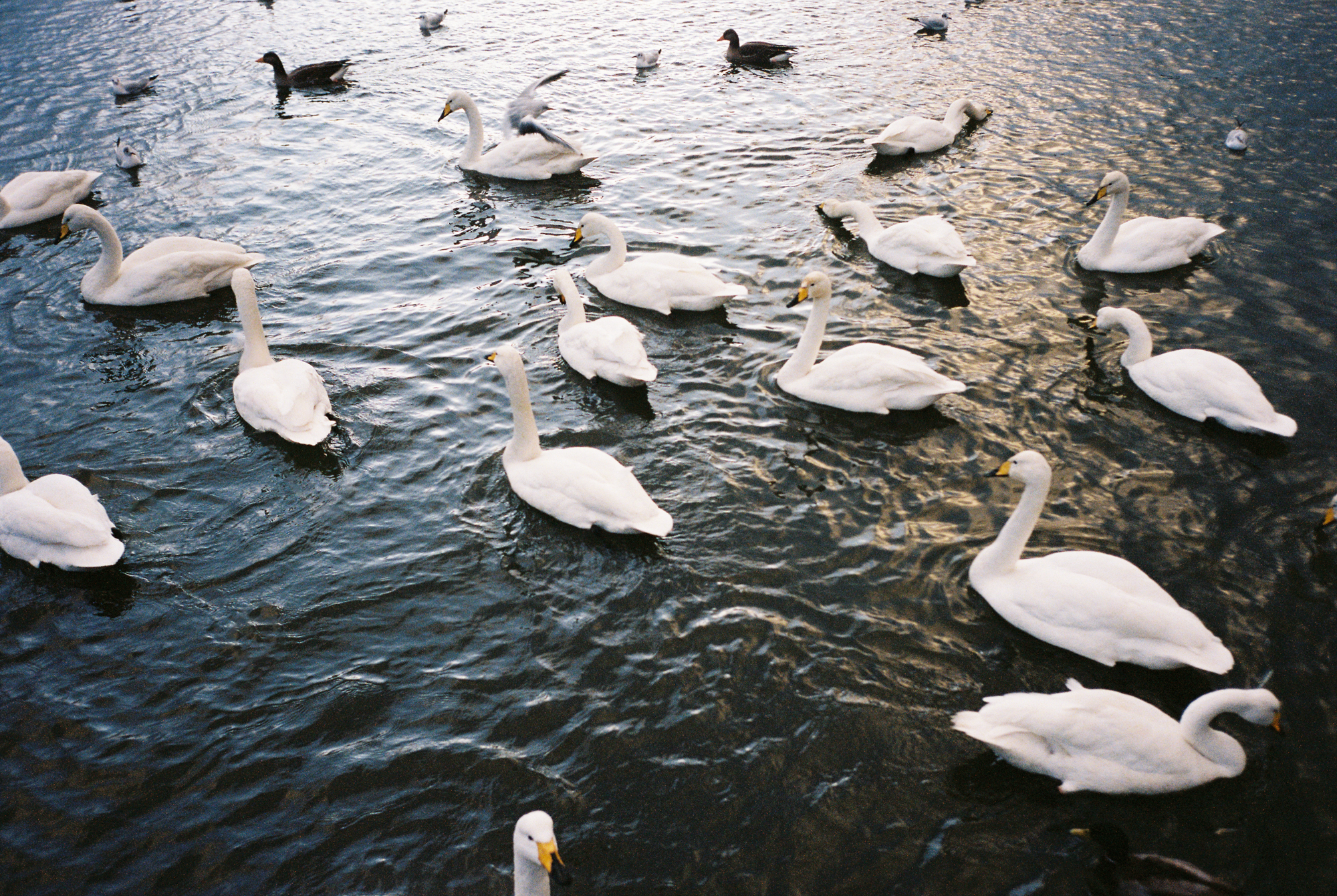 Birds at the Reykjavik pond (Tjörnin)