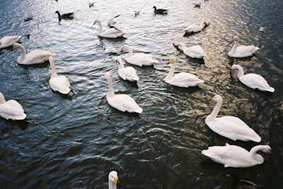 Birds at the Reykjavik pond (Tjörnin)