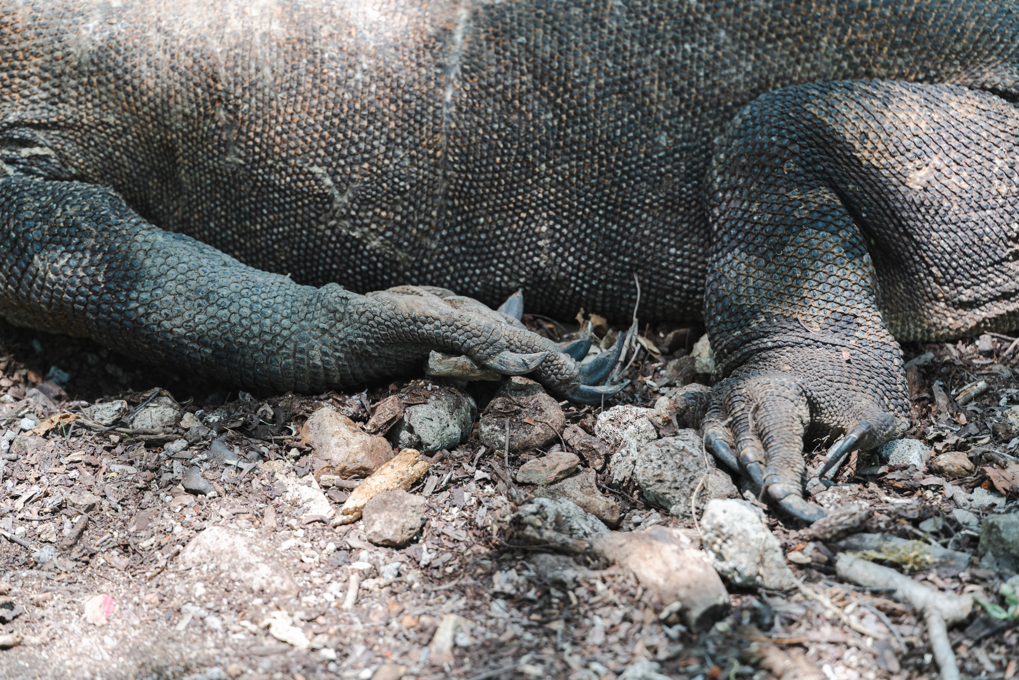 A close up photo of a Komodo Dragon.