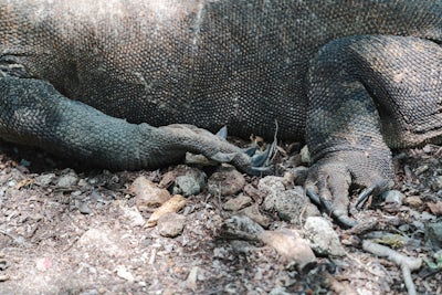 A close up photo of a Komodo Dragon.