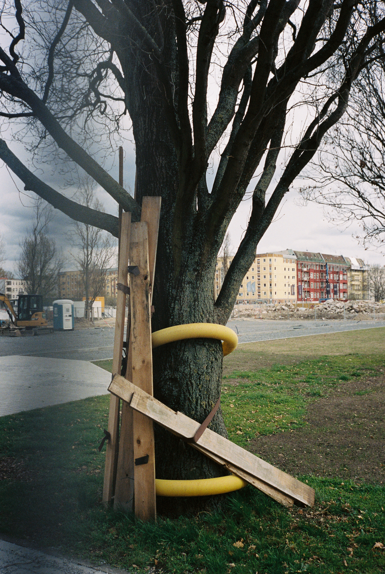 A tree in Lasker Kiez, Berlin Friedrichshain.