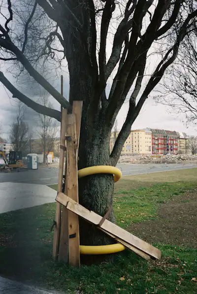 A tree in Lasker Kiez, Berlin Friedrichshain.
