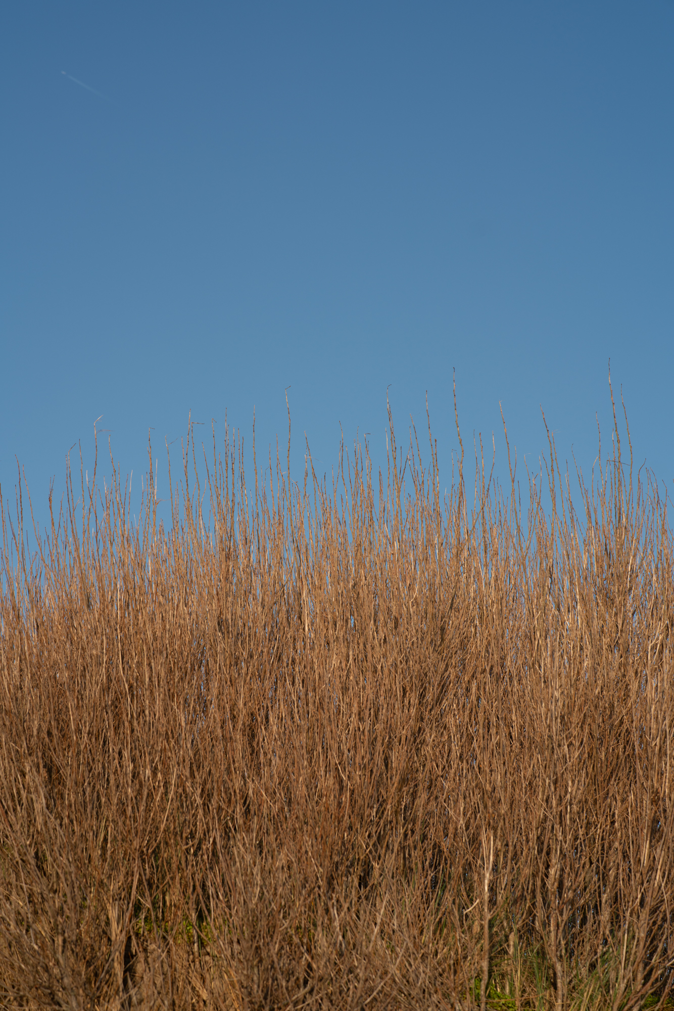 Dunes at the Belgian coast