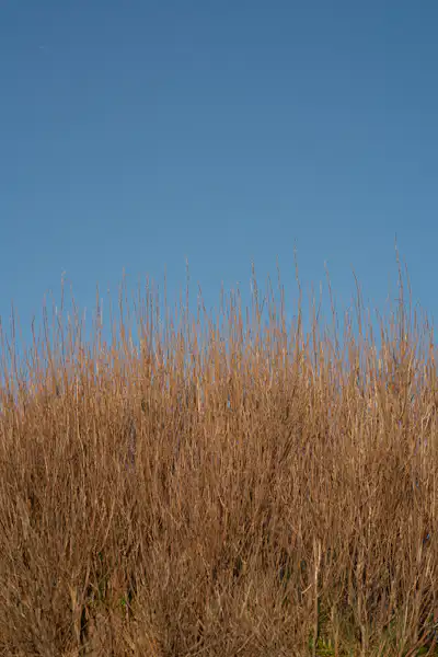 Dunes at the Belgian coast