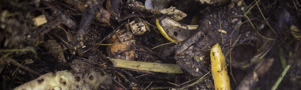 des épluchures en cours de décomposition dans un composteur