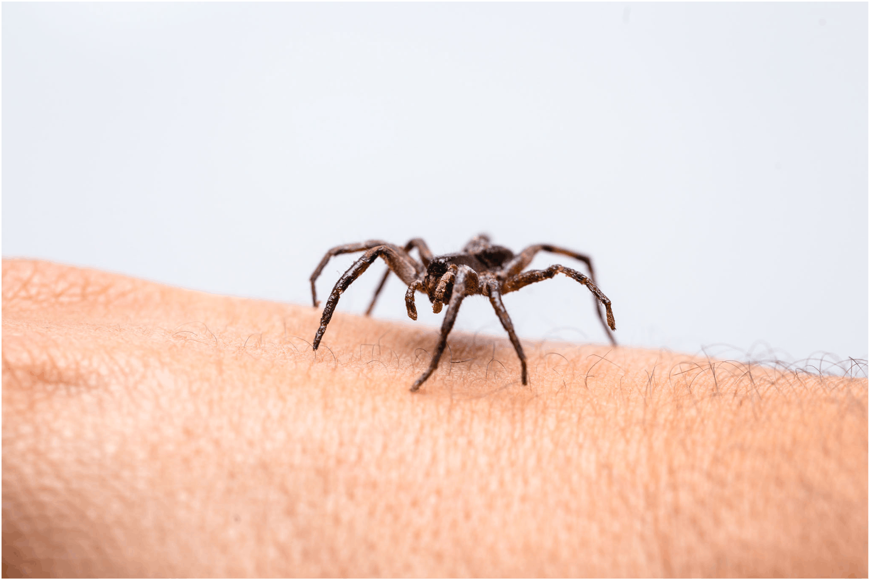 Risques sanitaires araignée