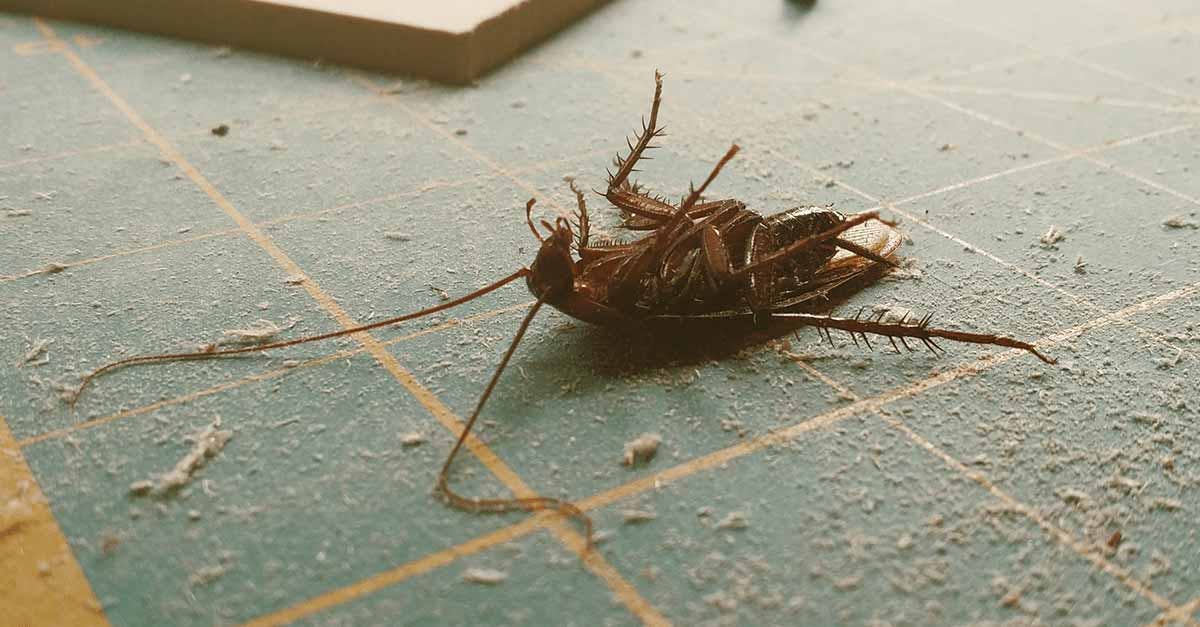 Se débarrasser définitivement des cafards et blattes : 20 moyens efficaces