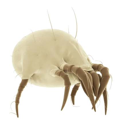 Moyens et techniques de prévention et de lutte contre les mites (insectes  ravageurs des vêtements et