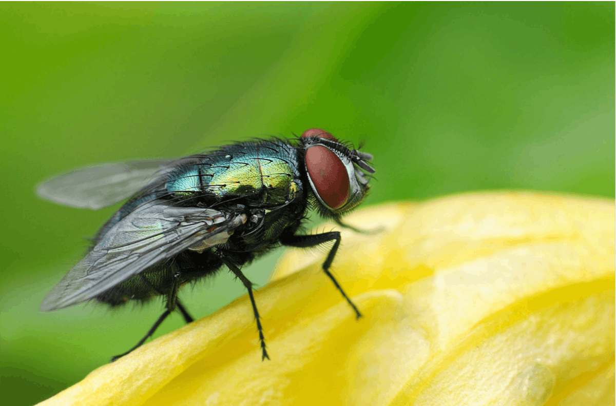 Risques matériels mouche