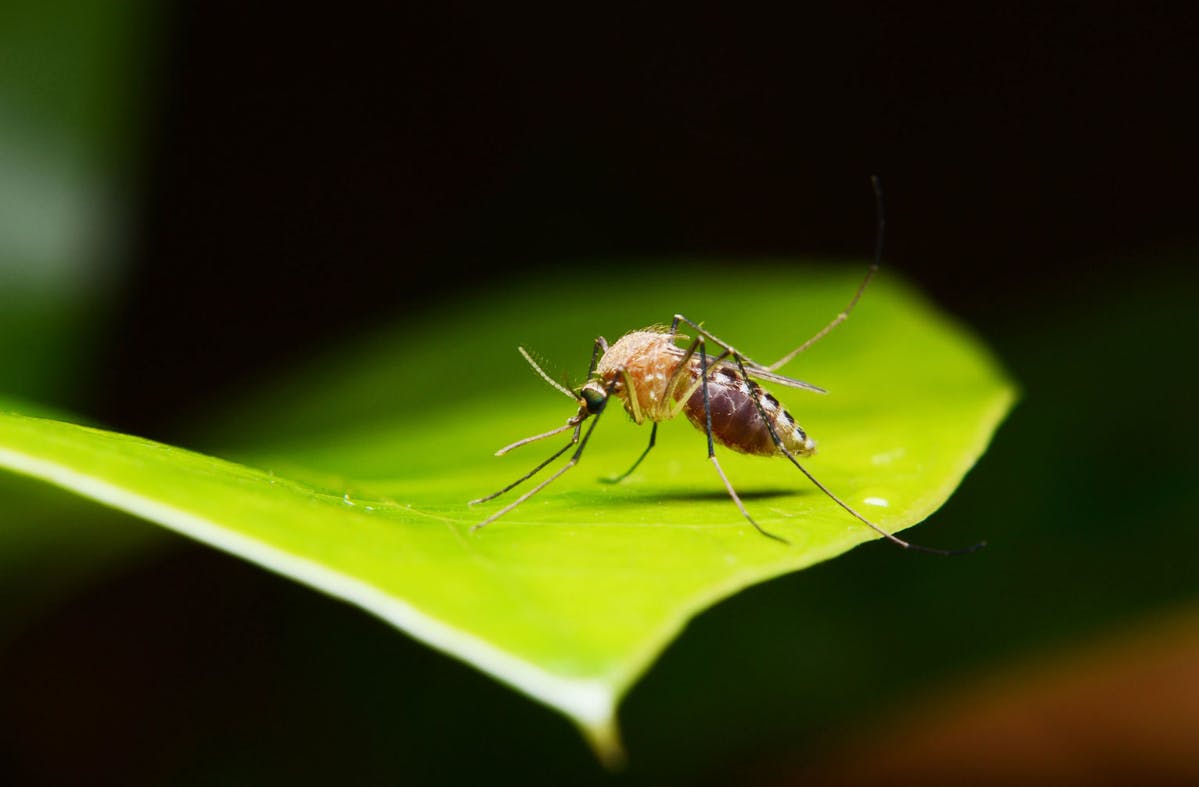 Risques matériels moustiques