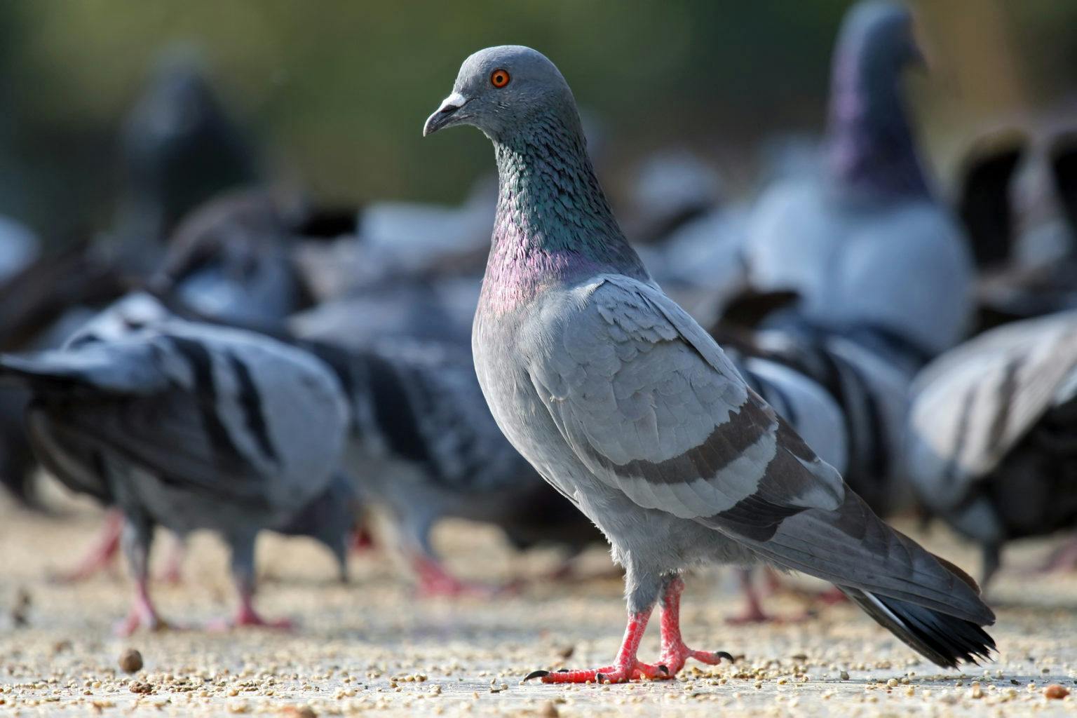 Pigeons