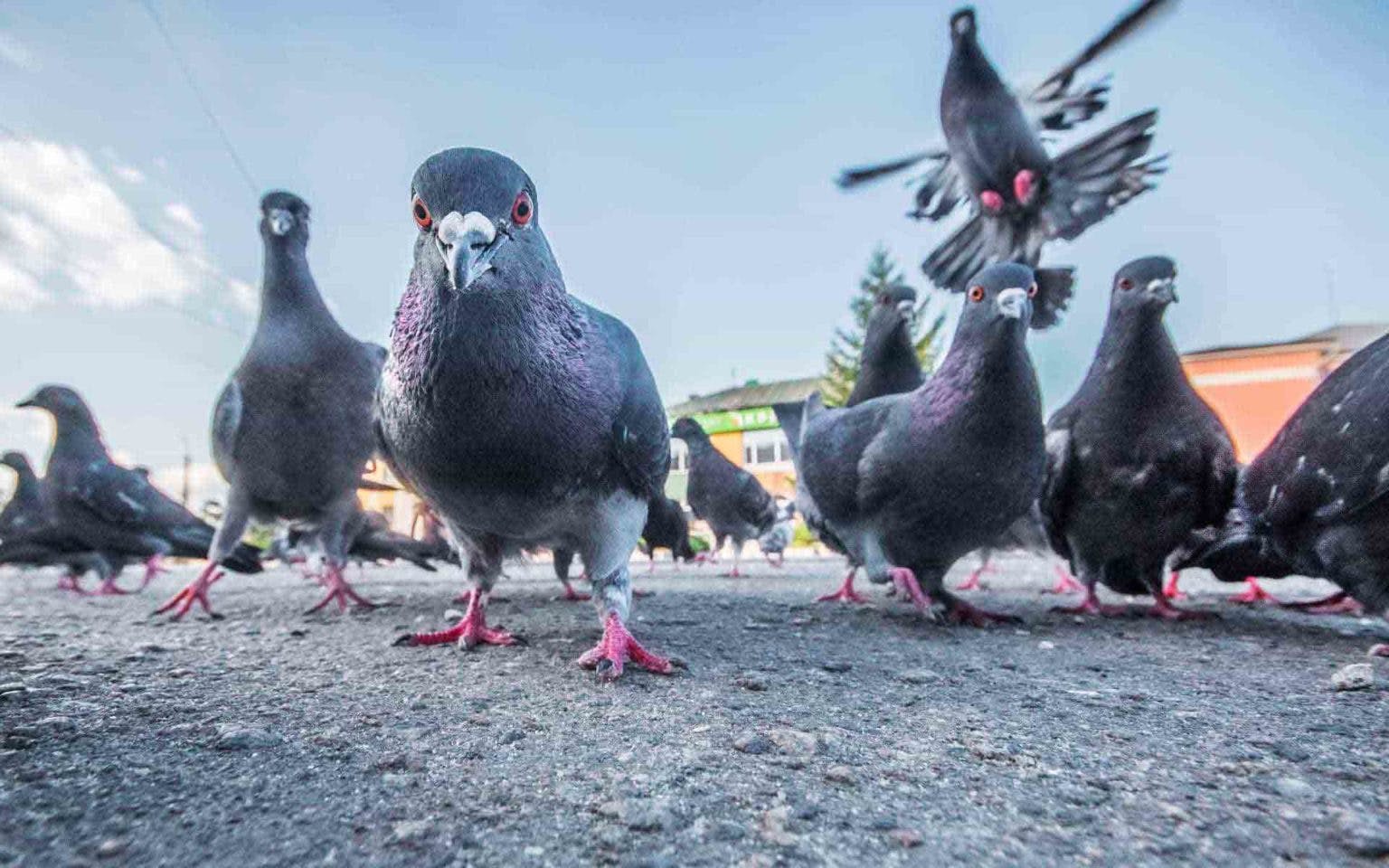 Pigeons