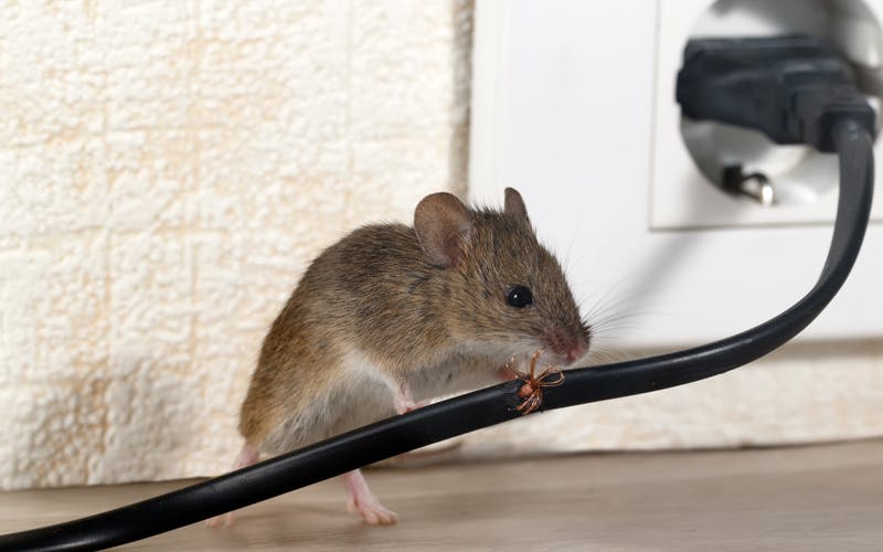 Les pièges à souris sont-ils efficaces pour exterminer ces nuisibles?