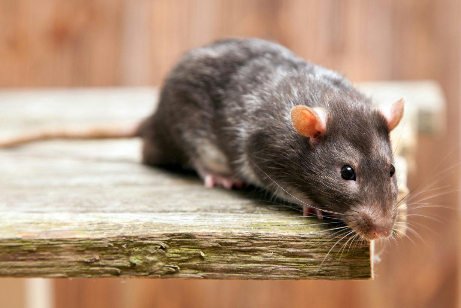 Les rats et les différents outils de lutte contre les rats