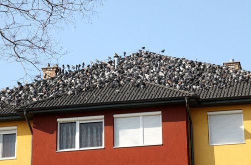 Pigeon maison