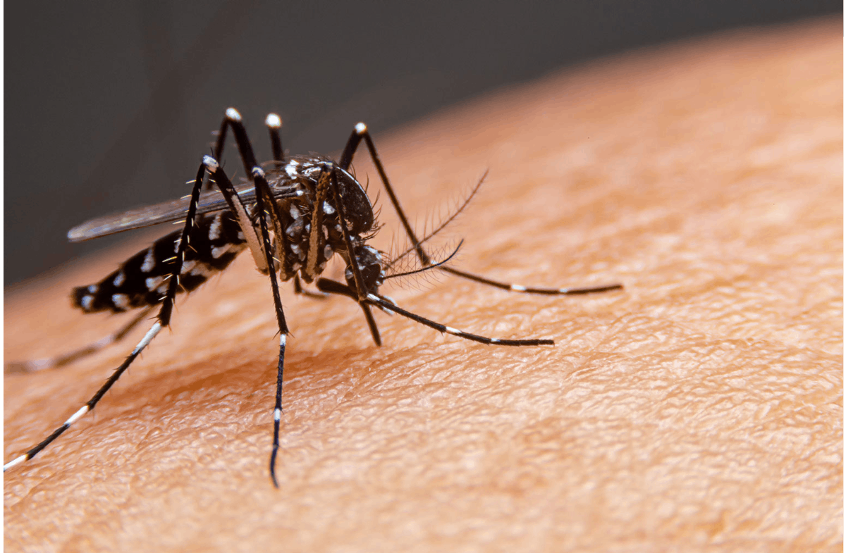 Risques sanitaires moustiques