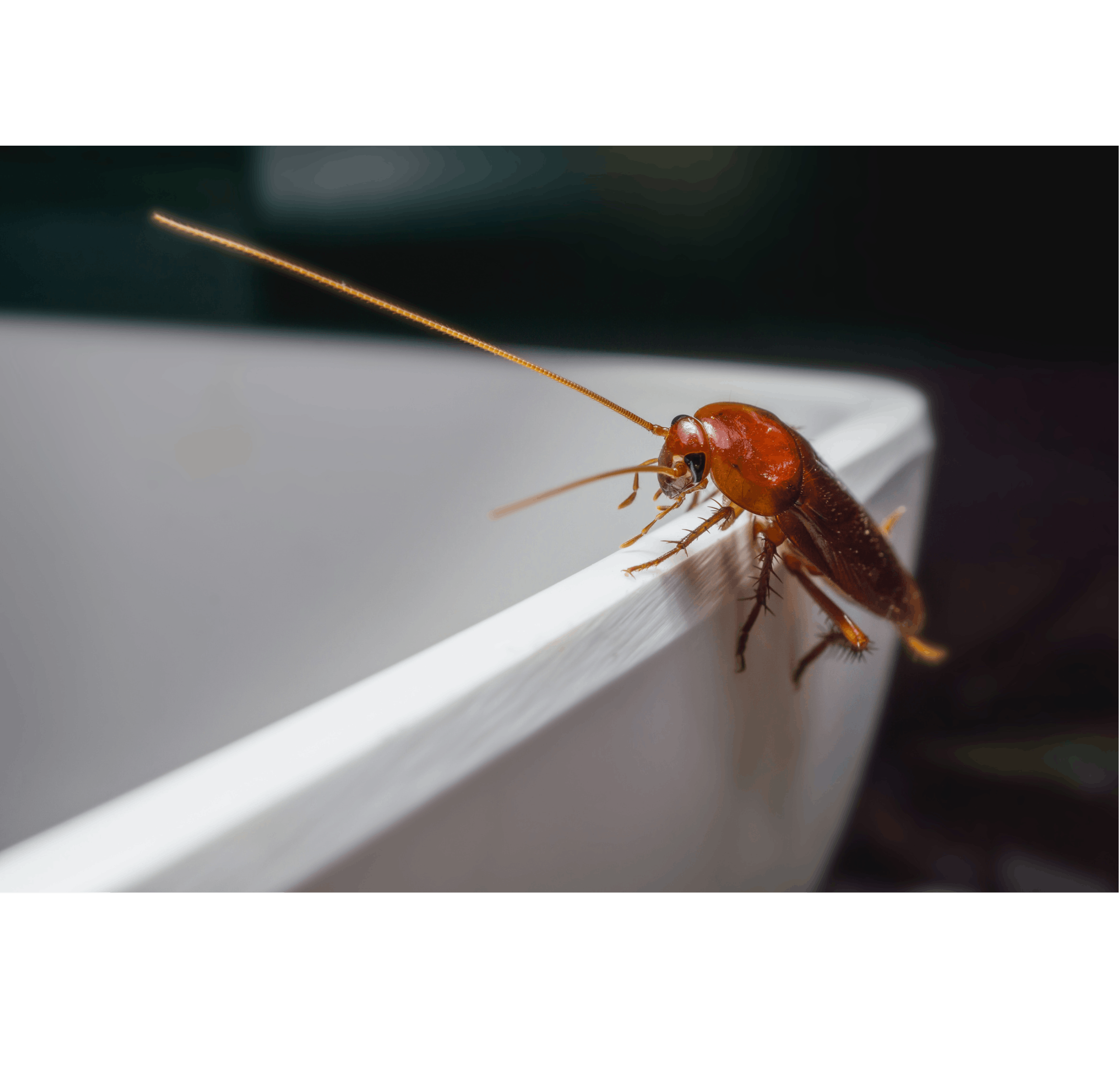Moyens de lutte et de prévention contre les blattes / cafards