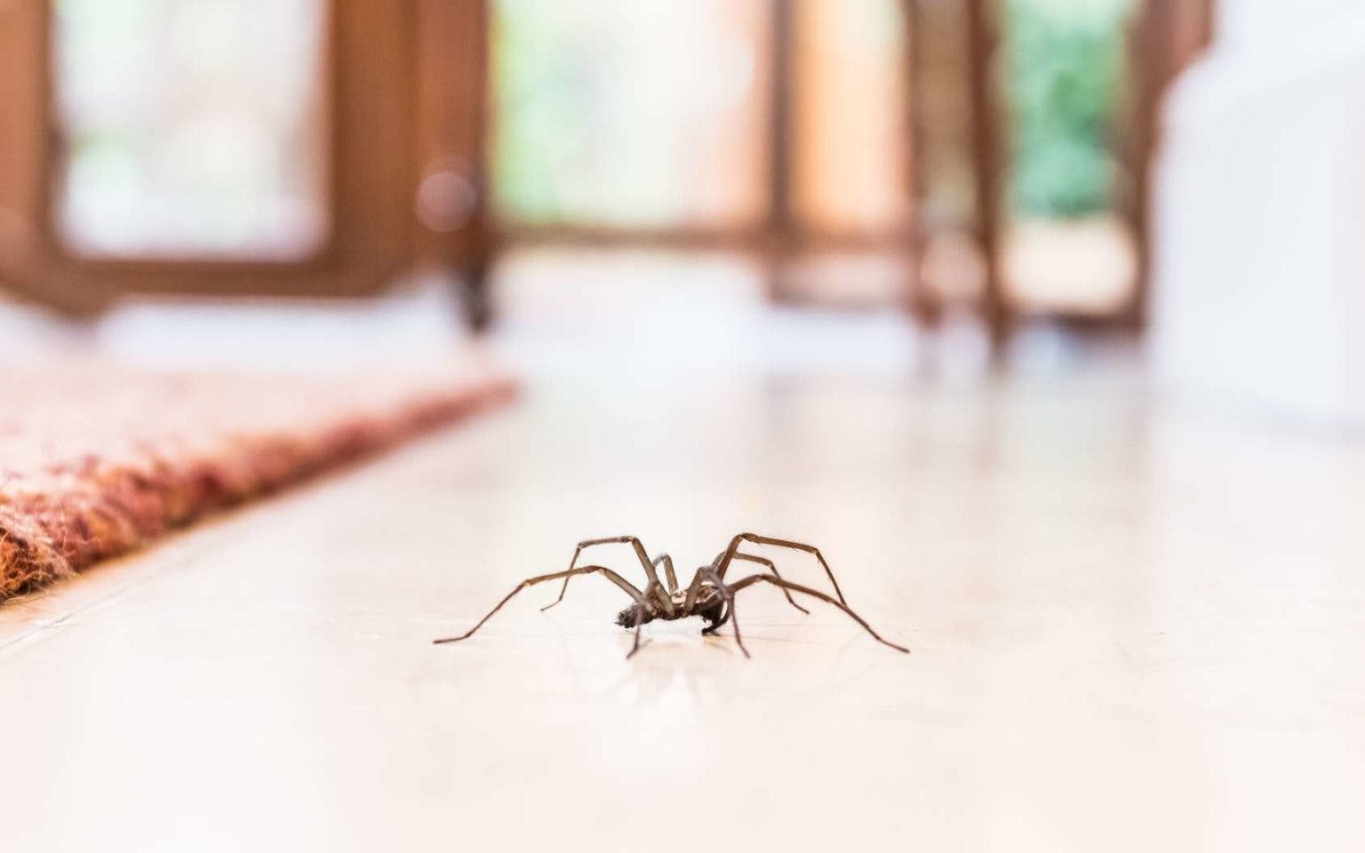 Spray anti-araignée Longue durée Efficace Contrôle des araignées repousse  les insectes