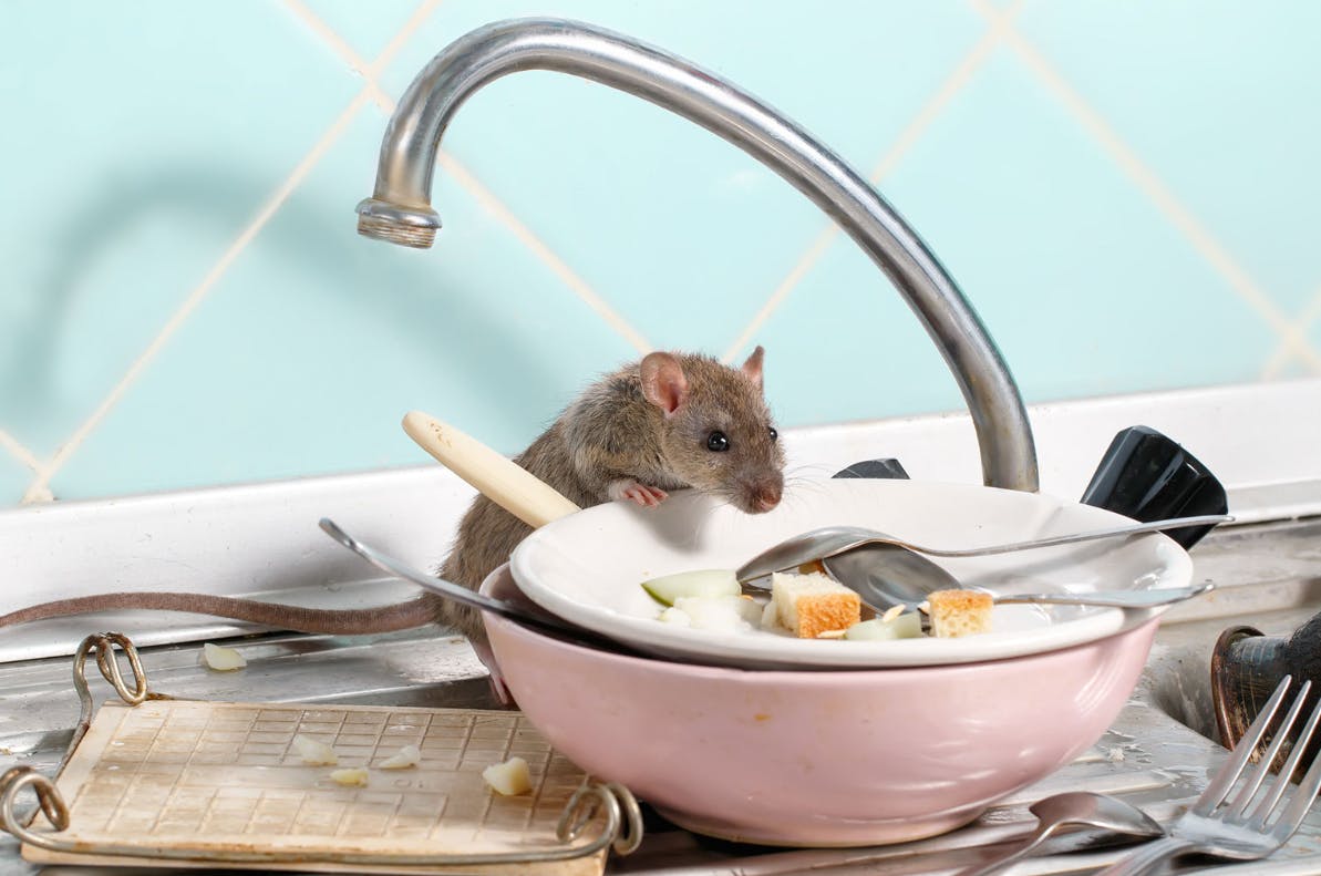 Comment reconnaitre et éliminer les rats de mon domicile? - Extermination  Complete inc.