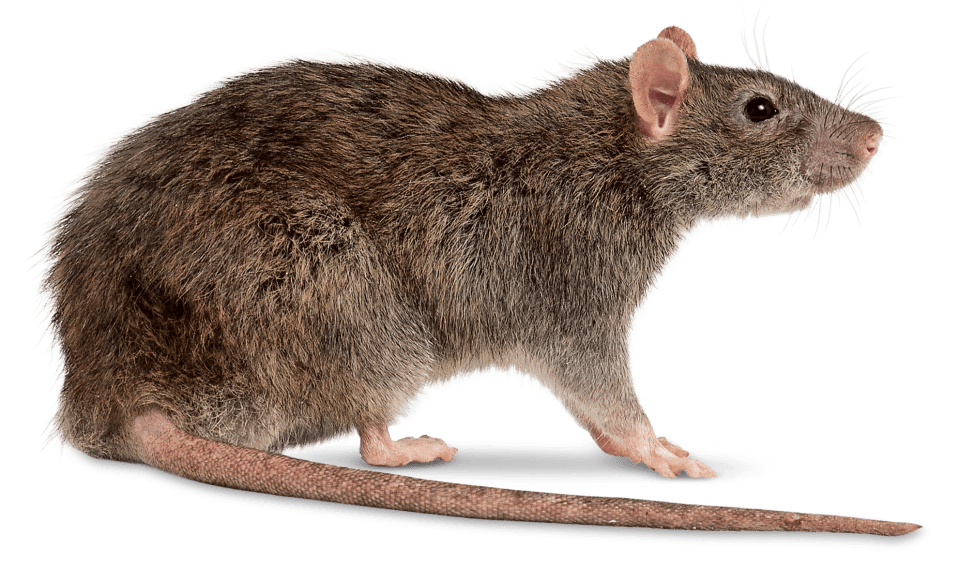Problème de Rats? Intervention express dans le 78 - Yvelines