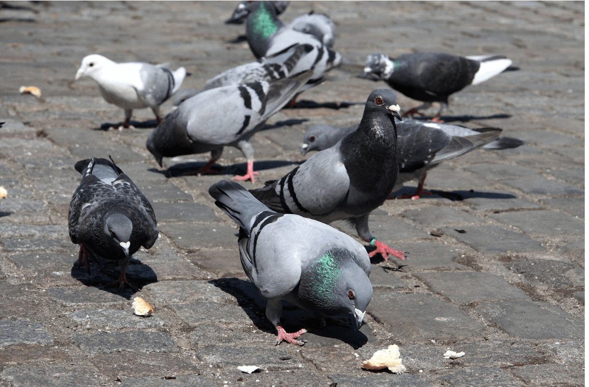 Risques sanitaires pigeon