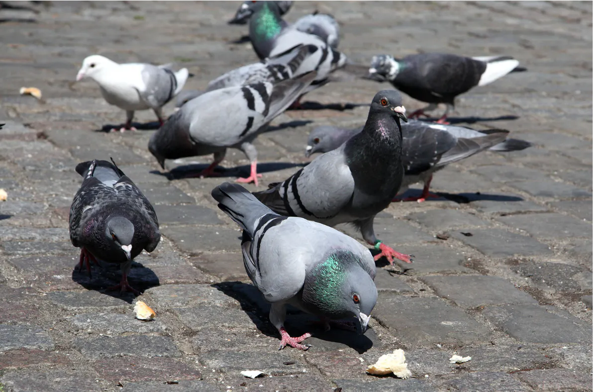Se débarasser des pigeons Les Dératiseurs Les Dératiseurs — free download