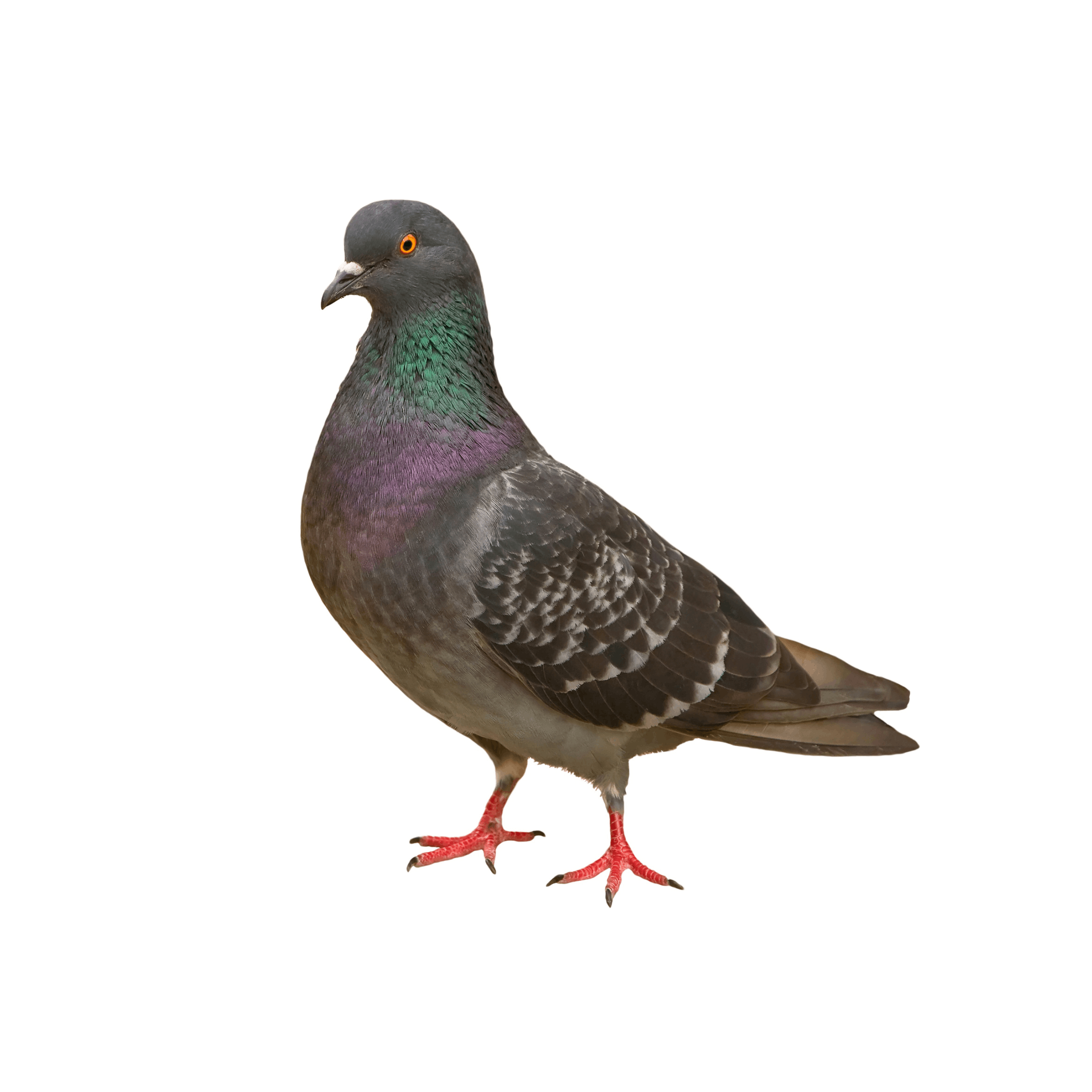 Pigeon