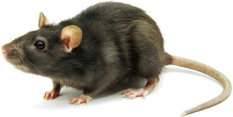 Empoisonner les rongeurs, les souris et les rats sur un fond blanc
