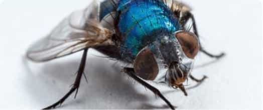Comment se débarrasser des petites mouches noires dans la maison :  solutions efficaces pour un intérieur sain