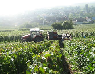 Vignes - Château marteaux