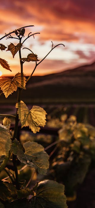 vineyard - Les Grappes