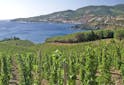 Portraits Vignerons - Banyuls : un vin unique dans un climat méditerranéen unique - Les Grappes