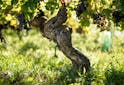 Portraits Vignerons - Le domaine Bobinet à Saumur: des grands vins qui portent l’identité des vignerons - Les Grappes