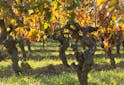 Oenologie - Tout savoir sur le calendrier des vignerons : de la vigne aux chais - Les Grappes