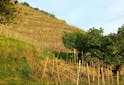 Oenotourisme France - Découvrez en vidéo : les vignobles Sud Ardèche, un voyage au centre du terroir - Les Grappes