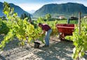 Portraits Vignerons - La Vignette, le plus haut vignoble des Alpes françaises - Les Grappes