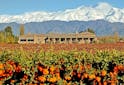 Oenotourisme Monde - Partez à la découverte des Andes et des vins argentins - Les Grappes