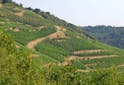 Oenotourisme France - Tout savoir sur les vins du Rhône - Les Grappes