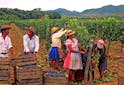 Oenotourisme Monde - Partez à la découverte des vins en Bolivie - Les Grappes