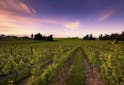 Partez à la découverte de Nelson, le rayon de soleil des vins néo-zélandais - Les Grappes 